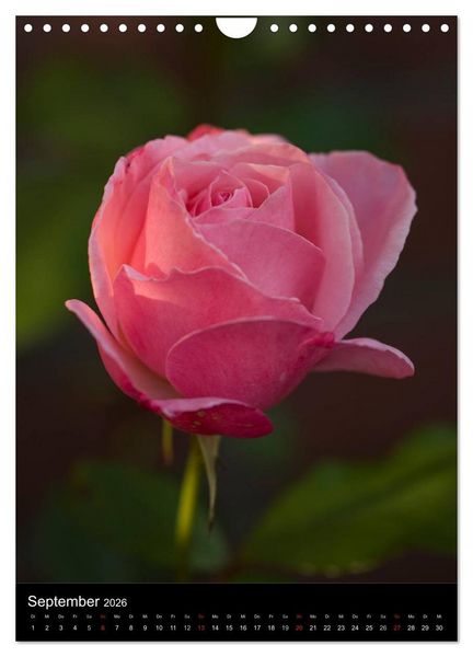 Produktbild: Zauberhafte Rosen (Wandkalender 2026 DIN A4 hoch), CALVENDO Monatskalender