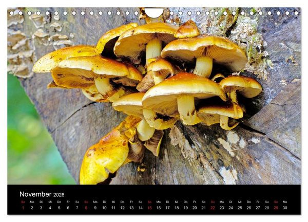 Produktbild: Pilze (Wandkalender 2026 DIN A4 quer), CALVENDO Monatskalender