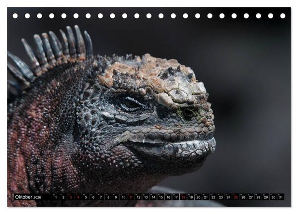 Produktbild: Galapagos Archipel- Faszination Tierwelt (Tischkalender 2026 DIN A5 quer), CALVENDO Monatskalender