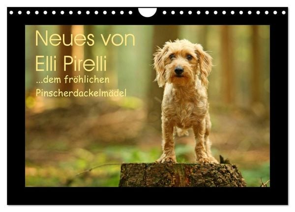Produktbild: Neues von Elli Pirelli, dem fr&ouml;hlichen Pinscherdackelm&auml;del (Wandkalender 2025 DIN A4 quer), CALVENDO Monatskalender