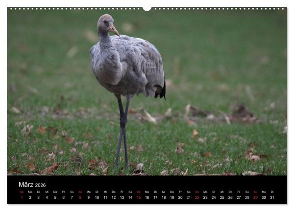 Produktbild: Kranich-Land Brandenburg (hochwertiger Premium Wandkalender 2026 DIN A2 quer), Kunstdruck in Hochglanz