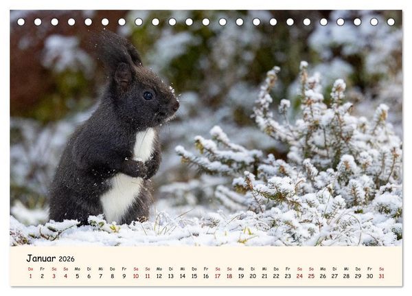 Produktbild: Oachkatzl (Tischkalender 2026 DIN A5 quer), CALVENDO Monatskalender