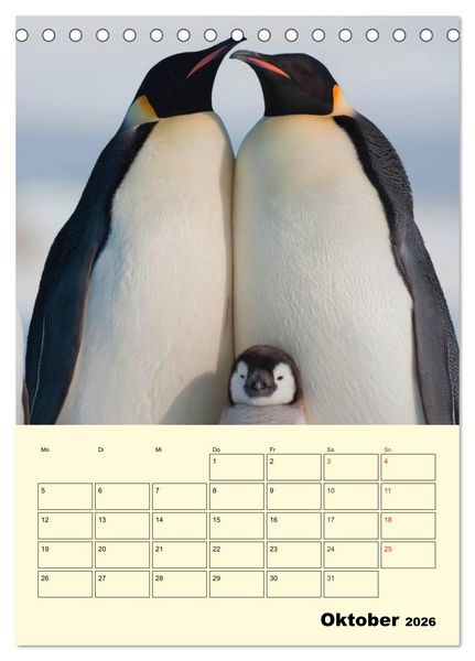 Produktbild: Pinguine. Wackeln im Thermo-Frack (Tischkalender 2026 DIN A5 hoch), CALVENDO Monatskalender