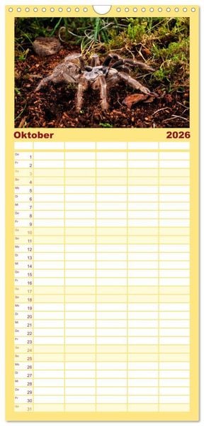 Produktbild: Familienplaner 2026 - Vogelspinnen - Tarantulas mit 5 Spalten (Wandkalender, 21 x 45 cm) CALVENDO