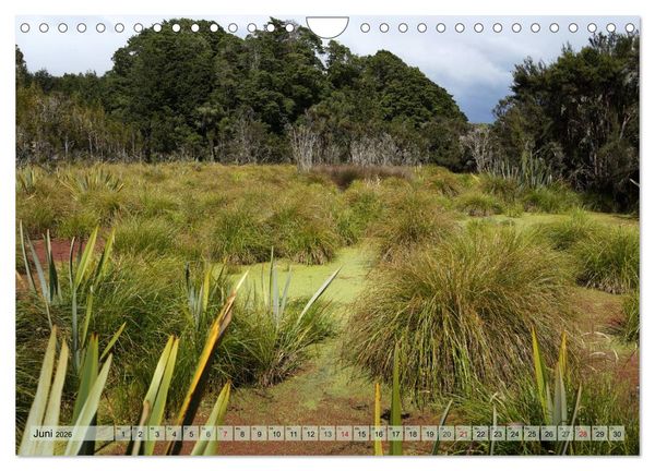 Produktbild: Prim&auml;rwald - Neuseeland (Wandkalender 2026 DIN A4 quer), CALVENDO Monatskalender