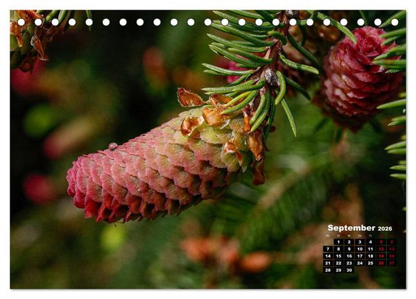 Produktbild: B&auml;ume im Detail (Tischkalender 2026 DIN A5 quer), CALVENDO Monatskalender
