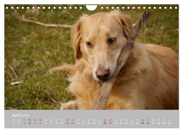 Produktbild: Dein Hund der treue Begleiter (Wandkalender 2026 DIN A4 quer), CALVENDO Monatskalender
