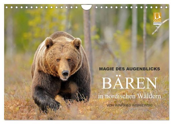 Produktbild: Magie des Augenblicks - B&auml;ren in nordischen W&auml;ldern (Wandkalender 2027 DIN A4 quer), CALVENDO Monatskalender