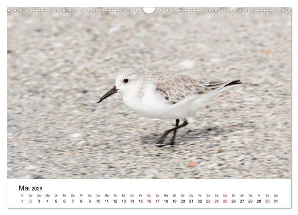 Produktbild: M&ouml;wen am Meer (Wandkalender 2026 DIN A3 quer), CALVENDO Monatskalender
