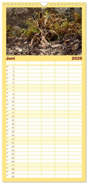 Produktbild: Familienplaner 2026 - Vogelspinnen - Tarantulas mit 5 Spalten (Wandkalender, 21 x 45 cm) CALVENDO