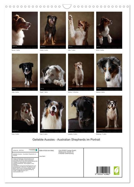 Produktbild: Geliebte Aussies - Australian Shepherds im Portrait (Wandkalender 2026 DIN A3 hoch), CALVENDO Monatskalender