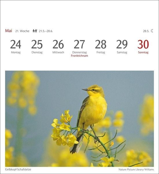 Produktbild: Heimische V&ouml;gel Postkartenkalender 2027 - Wochenkalender mit 53 Postkarten