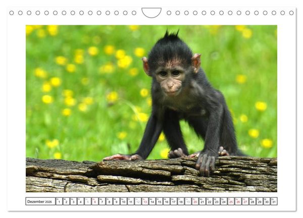 Produktbild: Kleine Schelme - Tierbabys (Wandkalender 2026 DIN A4 quer), CALVENDO Monatskalender