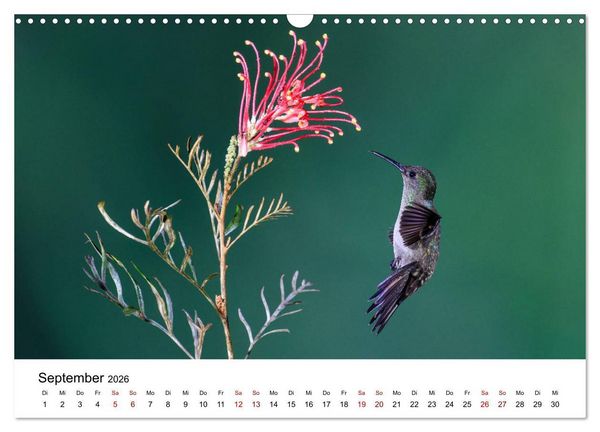 Produktbild: Kolibris - Flugk&uuml;nstler im Regenwald (Wandkalender 2026 DIN A3 quer), CALVENDO Monatskalender