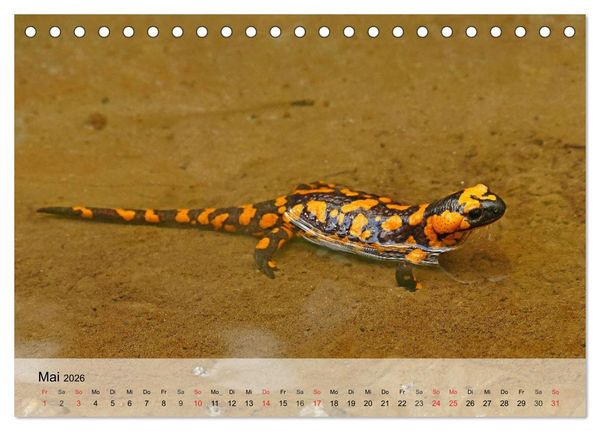 Produktbild: Kleine Reptilien (Tischkalender 2026 DIN A5 quer), CALVENDO Monatskalender