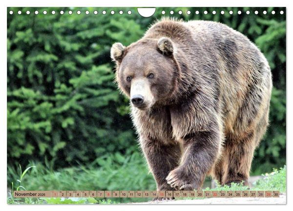 Produktbild: B&auml;ren - Der Eisb&auml;r und der Kamtschatka-Braunb&auml;r (Wandkalender 2026 DIN A4 quer), CALVENDO Monatskalender