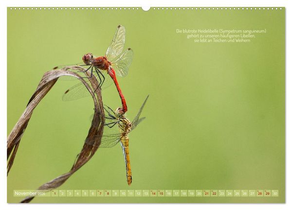 Produktbild: Frankens Insekten (hochwertiger Premium Wandkalender 2026 DIN A2 quer), Kunstdruck in Hochglanz