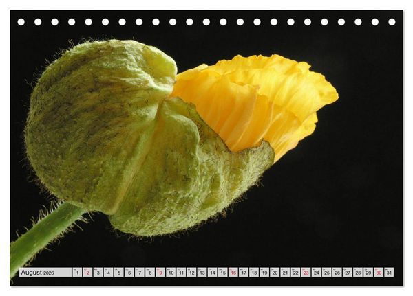Produktbild: Prachtvolle Mohnbl&uuml;ten (Tischkalender 2026 DIN A5 quer), CALVENDO Monatskalender