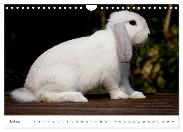 Produktbild: Kaninchen - knuddelige Hausgenossen (Wandkalender 2026 DIN A4 quer), CALVENDO Monatskalender