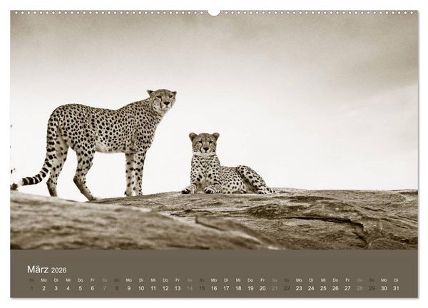 Produktbild: Wildes Afrika (hochwertiger Premium Wandkalender 2026 DIN A2 quer), Kunstdruck in Hochglanz
