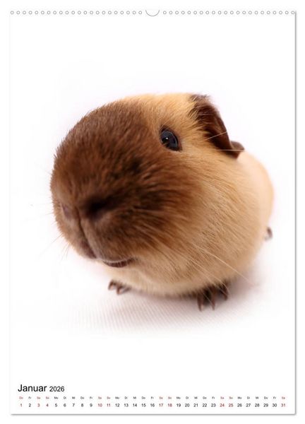 Produktbild: Der Fisheye Tiere Kalender (hochwertiger Premium Wandkalender 2026 DIN A2 hoch), Kunstdruck in Hochglanz