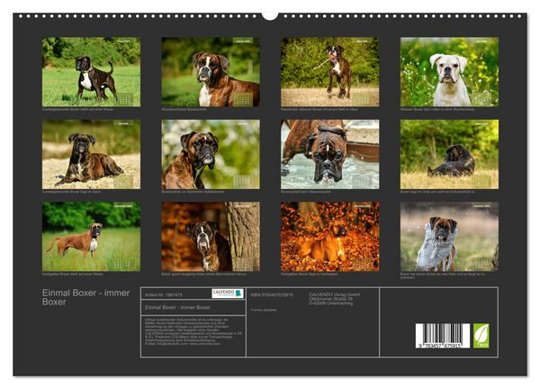 Produktbild: Einmal Boxer - immer Boxer (hochwertiger Premium Wandkalender 2026 DIN A2 quer), Kunstdruck in Hochglanz