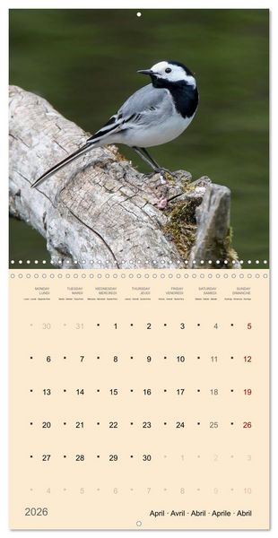 Produktbild: Portraits d'oiseaux des beaut&eacute;s plumeuses (Calendrier mural carr&eacute; 2026 30x30 cm) Calendrier double avec une page pour vos prises de notes