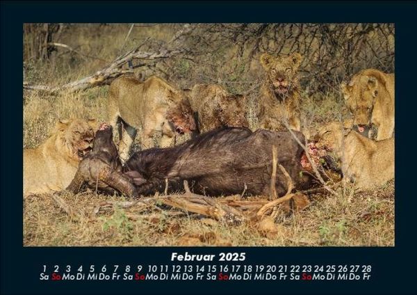 Produktbild: Welt der Tiere 2025 Fotokalender DIN A5
