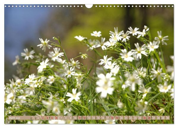 Produktbild: Der Wald - Ort der Ruhe und Besinnung (Wandkalender 2026 DIN A3 quer), CALVENDO Monatskalender