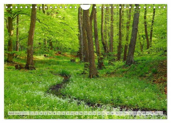 Produktbild: Moore und B&auml;che in Eifel und Ardennen (Wandkalender 2026 DIN A4 quer), CALVENDO Monatskalender
