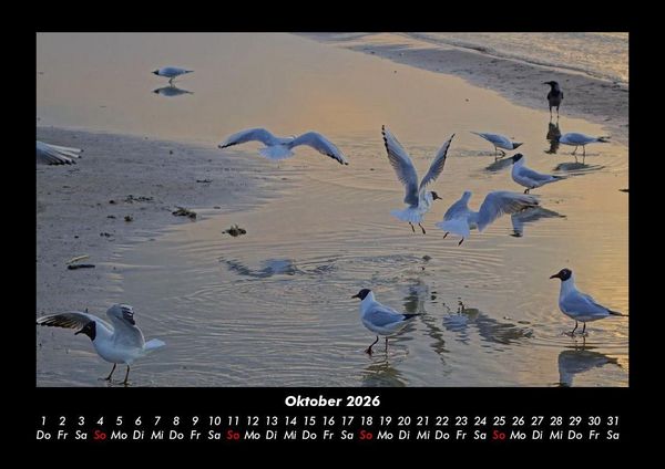 Produktbild: V&ouml;gel 2026 Fotokalender DIN A3