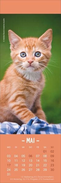 Produktbild: Katzen Lesezeichen & Kalender 2027