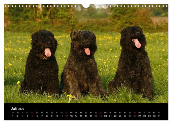 Produktbild: Bouvier des Flandres (Wandkalender 2026 DIN A3 quer), CALVENDO Monatskalender