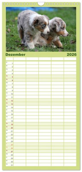 Produktbild: Familienplaner 2026 - Australian Shepherd - H&uuml;tehunde mit Familienanschluss mit 5 Spalten (Wandkalender, 21 x 45 cm) CALVENDO