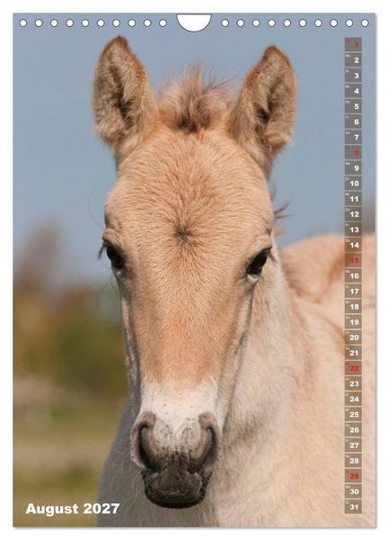 Produktbild: Fohlen im Portr&auml;t (Wandkalender 2027 DIN A4 hoch), CALVENDO Monatskalender