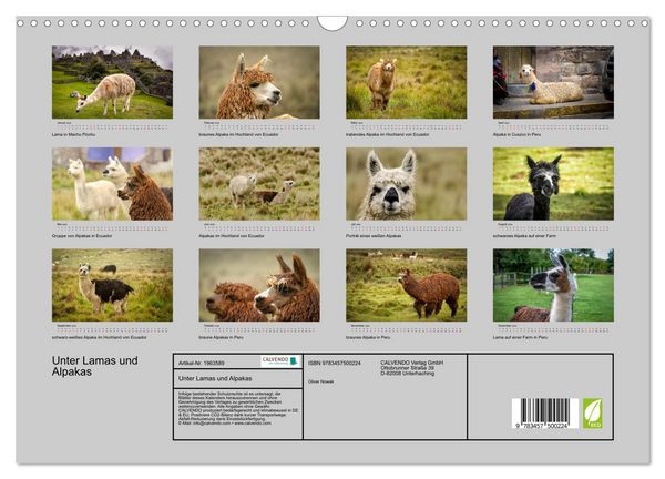 Produktbild: Unter Lamas und Alpakas (Wandkalender 2026 DIN A3 quer), CALVENDO Monatskalender