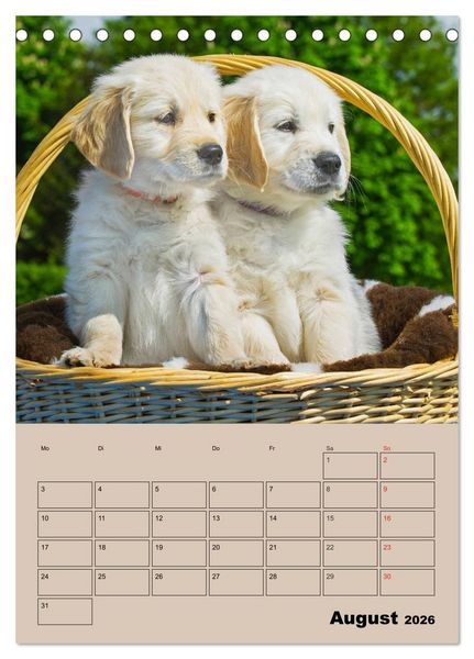 Produktbild: Jahresplaner Golden Retriever Welpen (Tischkalender 2026 DIN A5 hoch), CALVENDO Monatskalender