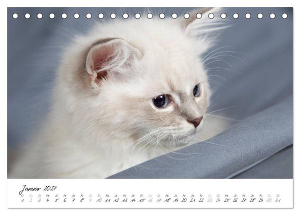Produktbild: Ragdoll Kitten (Tischkalender 2027 DIN A5 quer), CALVENDO Monatskalender