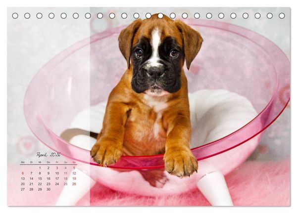 Produktbild: Deutscher Boxer 2026 (Tischkalender 2026 DIN A5 quer), CALVENDO Monatskalender