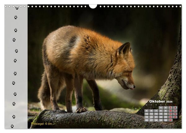 Produktbild: Tierspuren in der Natur (Wandkalender 2026 DIN A3 quer), CALVENDO Monatskalender