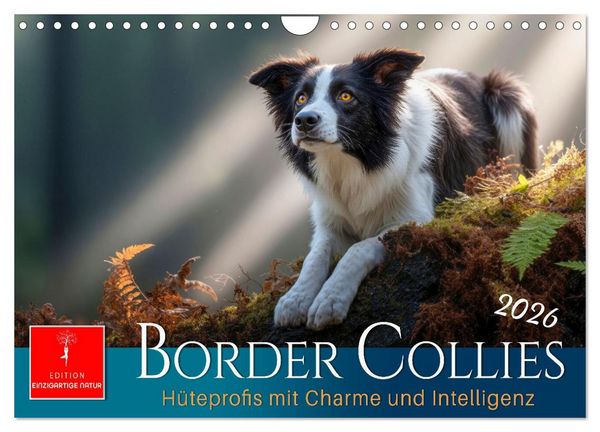 Produktbild: Border Collies H&uuml;teprofis (Wandkalender 2026 DIN A4 quer), CALVENDO Monatskalender