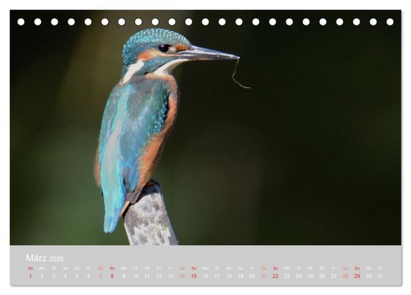 Produktbild: Der Eisvogel, ein Juwel der Natur (Tischkalender 2026 DIN A5 quer), CALVENDO Monatskalender