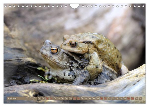 Produktbild: Kr&ouml;ten auf Wanderschaft (Wandkalender 2026 DIN A4 quer), CALVENDO Monatskalender