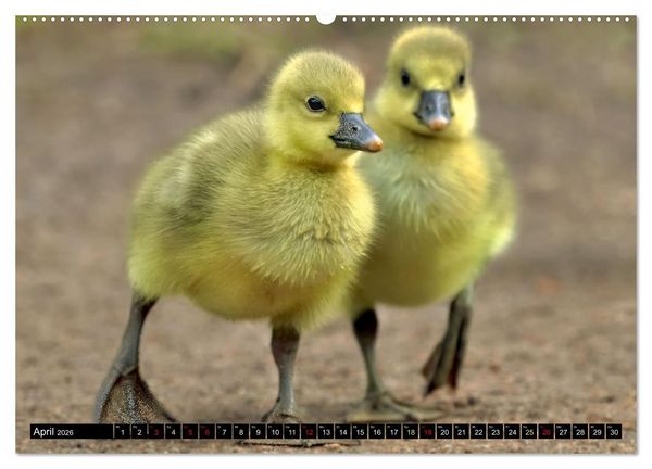 Produktbild: Fantastische V&ouml;gel (Wandkalender 2026 DIN A2 quer), CALVENDO Monatskalender