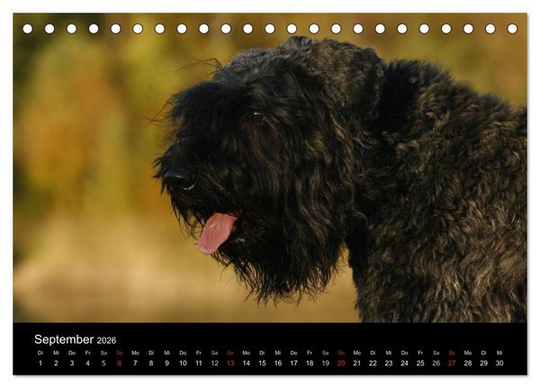Produktbild: Bouvier des Flandres (Tischkalender 2026 DIN A5 quer), CALVENDO Monatskalender