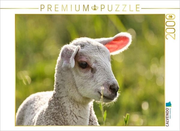CALVENDO Puzzle Selbstbewusstes Lamm | 2000 Teile Lege-Größe 90x67cm Foto-Puzzle für glückliche Stunden, Sonstige von , Calvendo Puzzle, 4066851462967