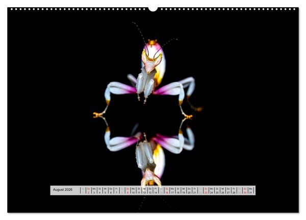 Produktbild: Die Orchideen Gottesanbeterin (Wandkalender 2026 DIN A2 quer), CALVENDO Monatskalender