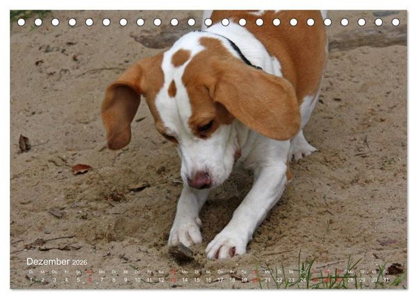 Produktbild: Beagle (Tischkalender 2026 DIN A5 quer), CALVENDO Monatskalender