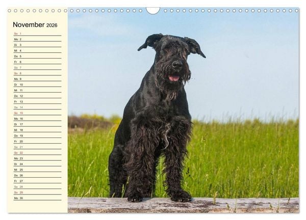 Produktbild: Treuer Freund Riesenschnauzer (Wandkalender 2026 DIN A3 quer), CALVENDO Monatskalender