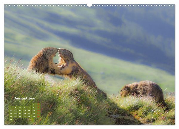 Produktbild: Gro&szlig;glockner, Alpen, Murmeltiere & mehr by VogtArt (hochwertiger Premium Wandkalender 2026 DIN A2 quer), Kunstdruck in Hochglanz